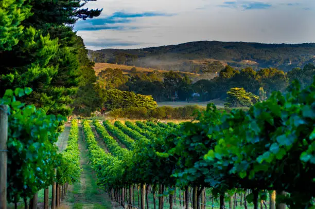 Barossa Valley