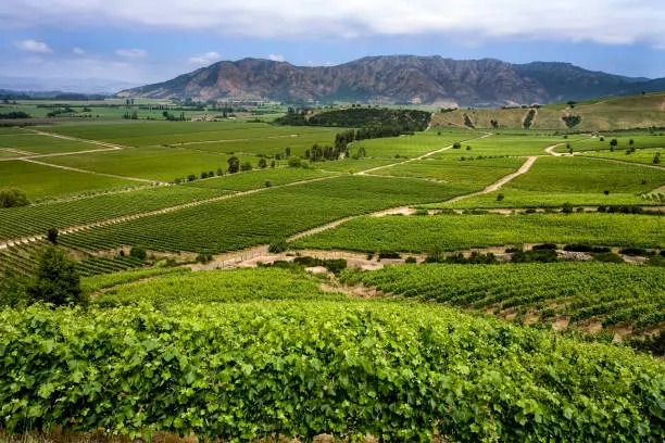 Valle de Colchagua, Valle del Maule