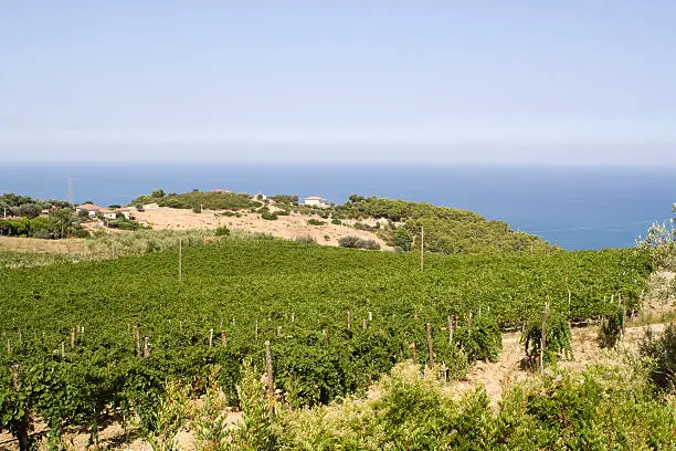Wein aus Kalabrien