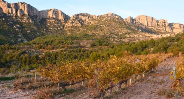 Weinregion Priorat, Terra Alta, Montsant