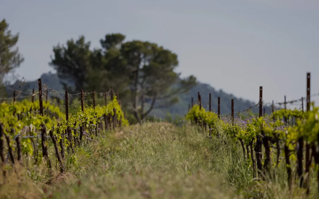 Weinregion Provence